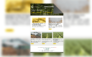 RBD-Palmolein-Marktupdate — 30. Juli 2025