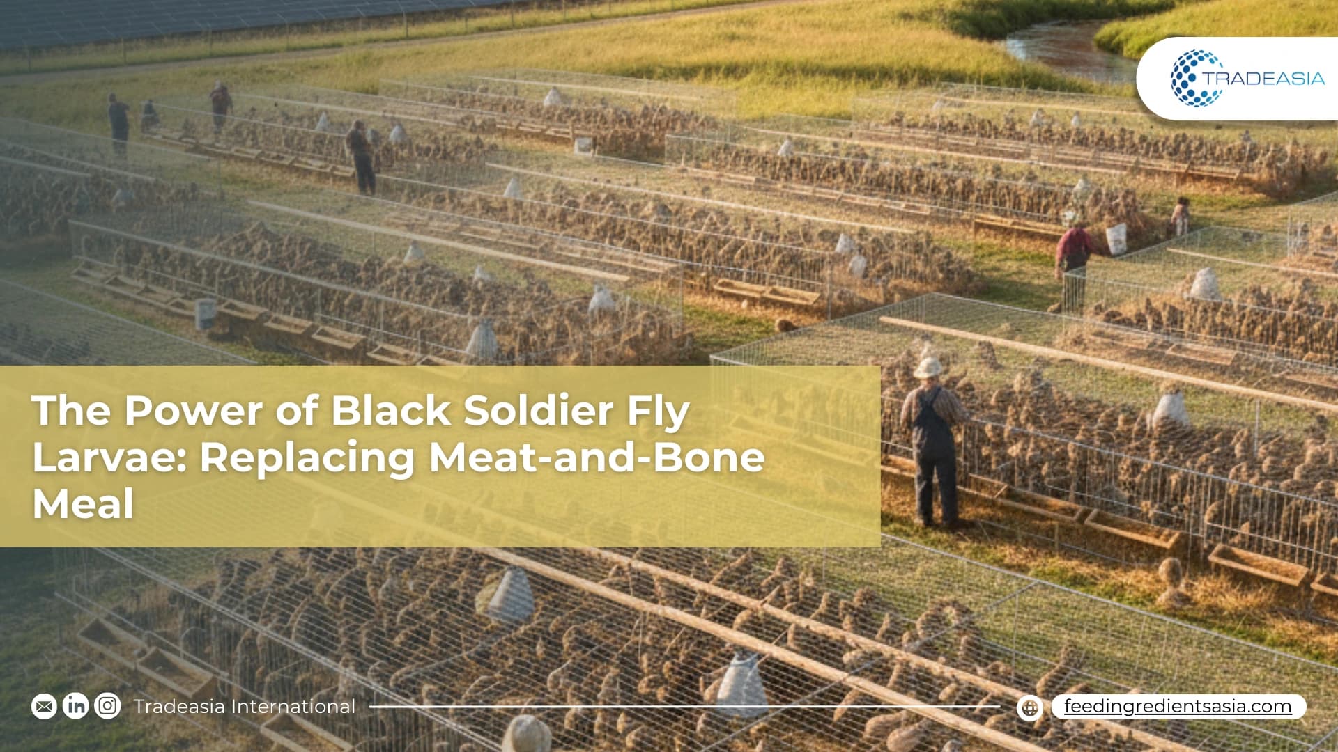 The Power of Black Soldier Fly Larvae: Replacing Meat-and-Bone Meals
