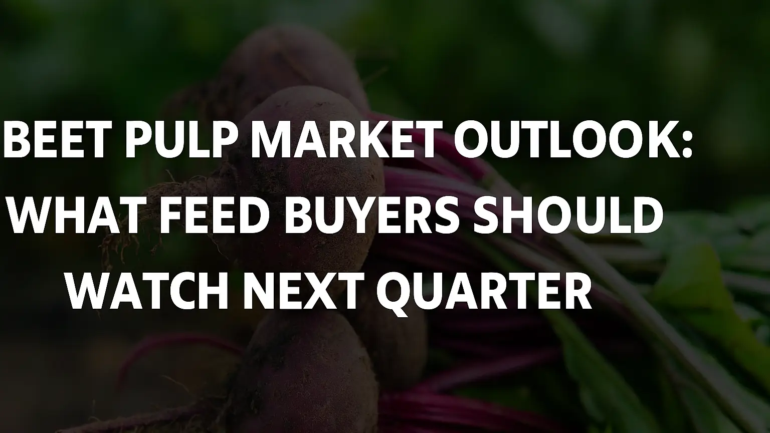 Beet Pulp Market Outlook: What Feed Buyers Should Watch Next Quarter