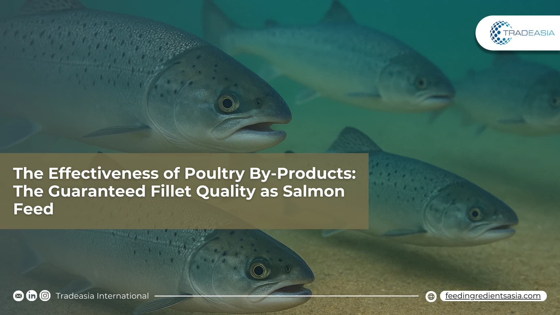 The Effectiveness of Poultry By-Products: The Guaranteed Fillet Quality as Salmon Feed