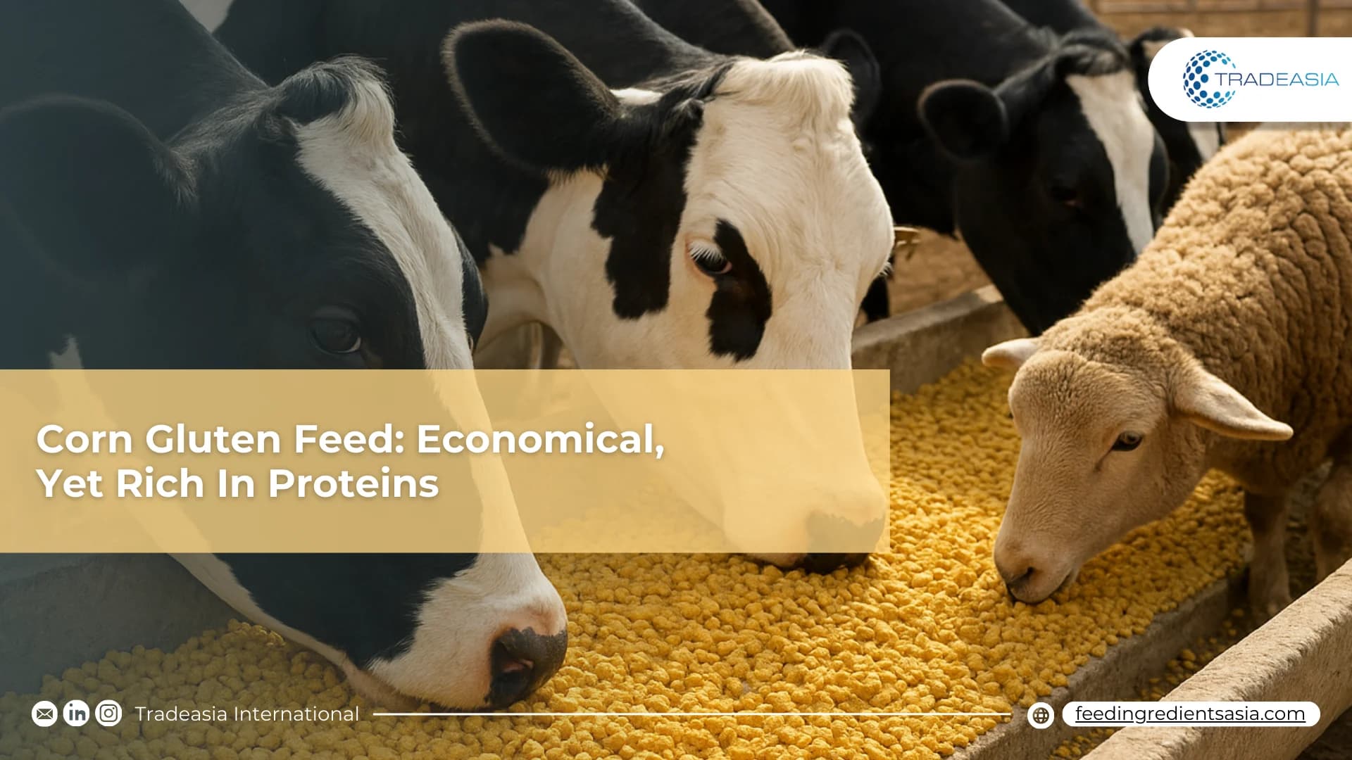 Corn Gluten Feed: Economical, Yet Rich In Proteins