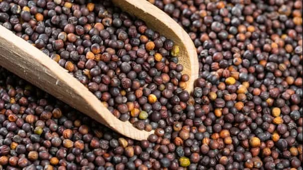 Supply Chain Pressures and Canola Meal’s Competitive Edge in the Feed Market
