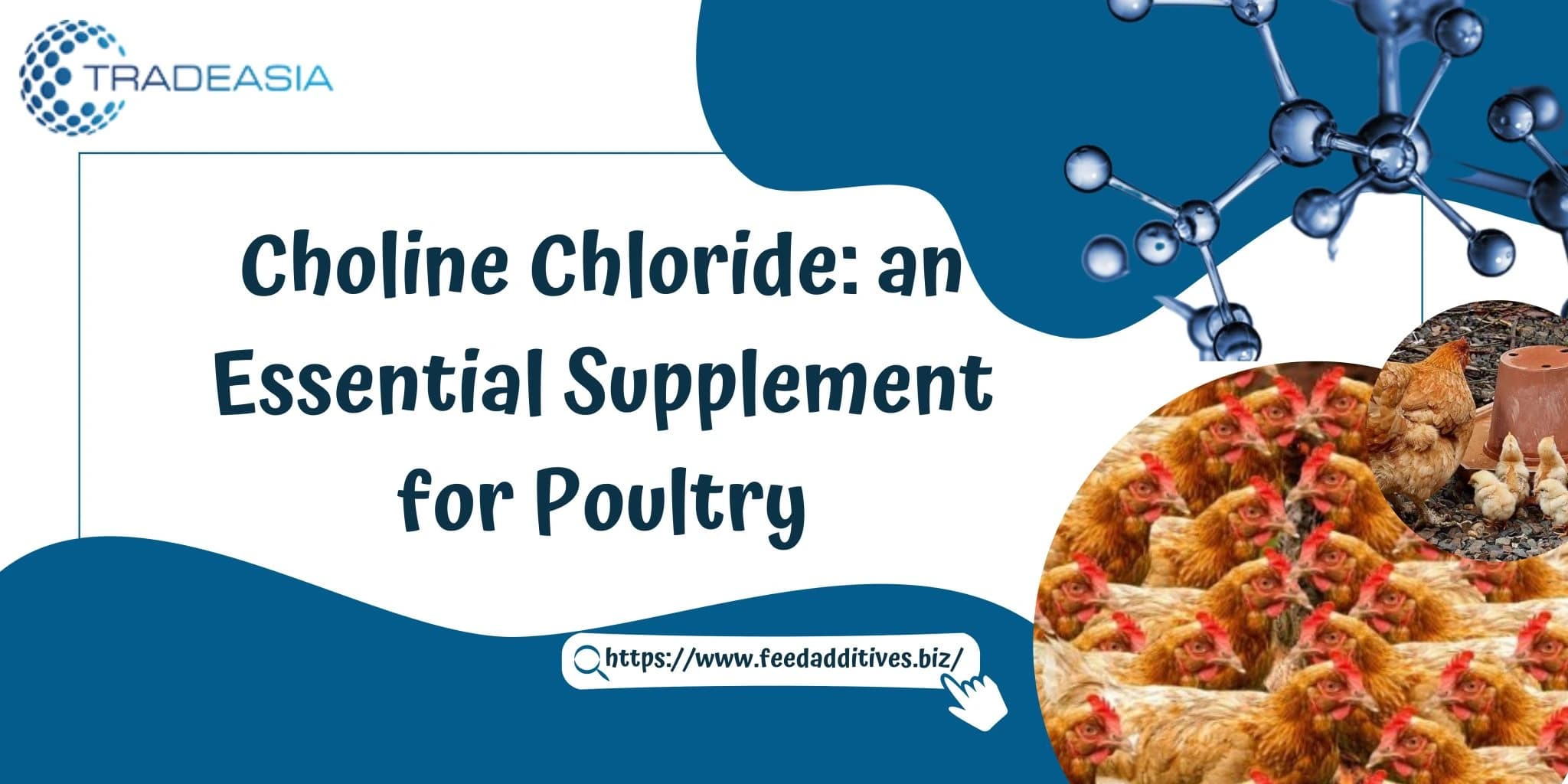 Choline Chloride: an Essential Supplement for Poultry