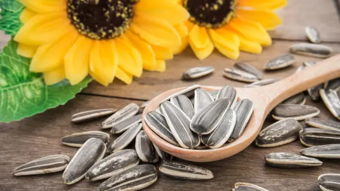 Harina de girasol 2026: las restricciones de materias primas y la logística remodelan los mercados
